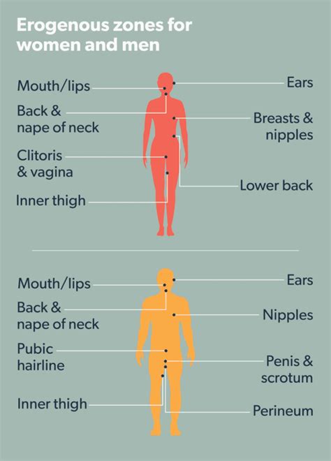 erogenous stone|erogenous areas in humans.